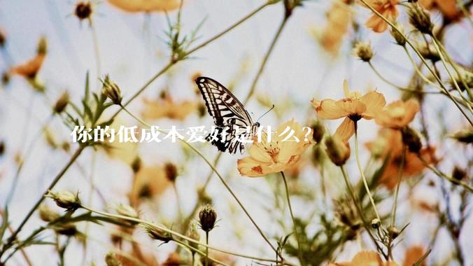 你的低成本爱好是什么？